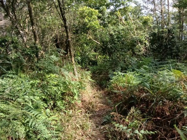 汐止區茄苳越嶺古道+上鹿窟崙山+九層坪山+四分尾山+大尖山8字走2981597