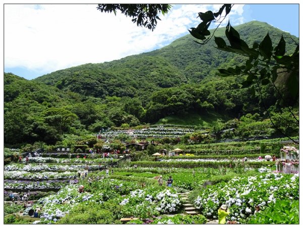 竹子湖/青楓步道986139