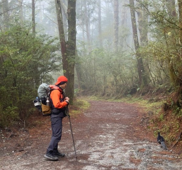 20250319～20嘉明湖國家步道🥶🥶🥶殘念😭2739781