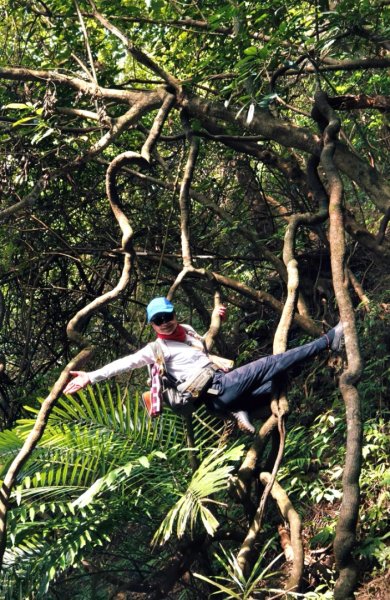 東勢大崙、東勢坑山、觀音湖山O走2986282