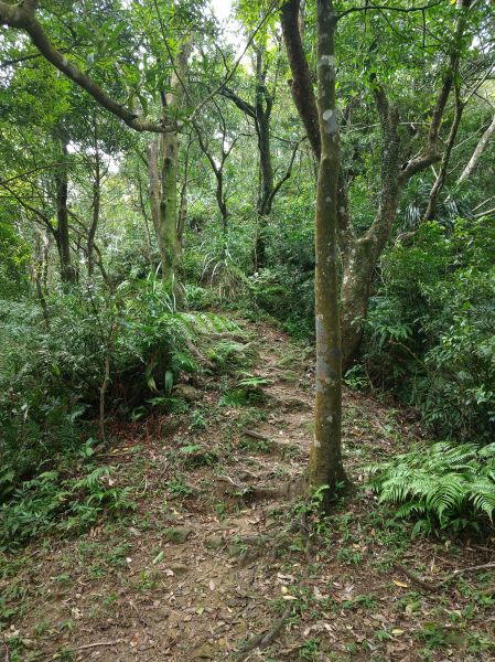 筆架山連峰步道409477