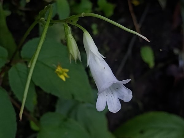 塘湖古道看到的花花草草2593952