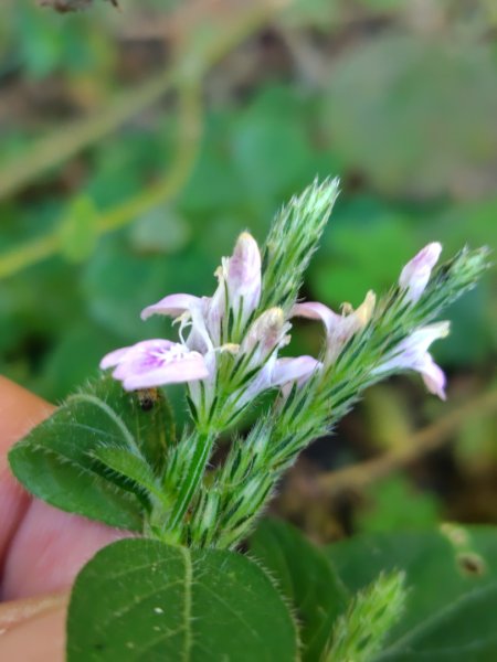 亞麻灣山 日湯真西南峰 亞麻灣山西峰2980010