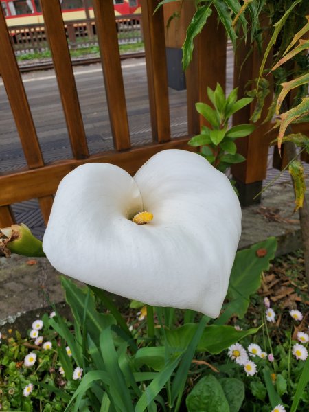 阿里山大塔山899527