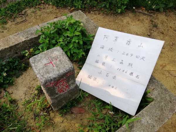 散步賞景。編號46小百岳~阿罩霧山752807