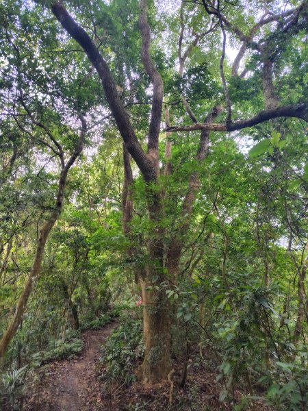 鳳鳴古道 鳳鳴山 南隘勇（南長城）古道 三湖山 八達嶺（龍骨）古道 綠色古道 延平古道2975295