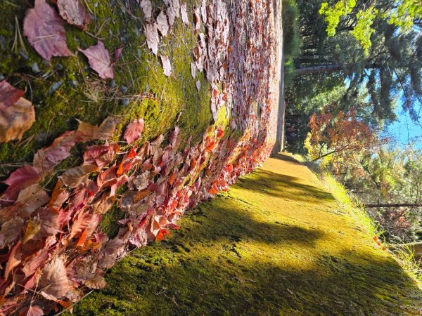 大雪山國家森林遊樂區賞楓／看神木／賞雪白山頭／賞大景2974263