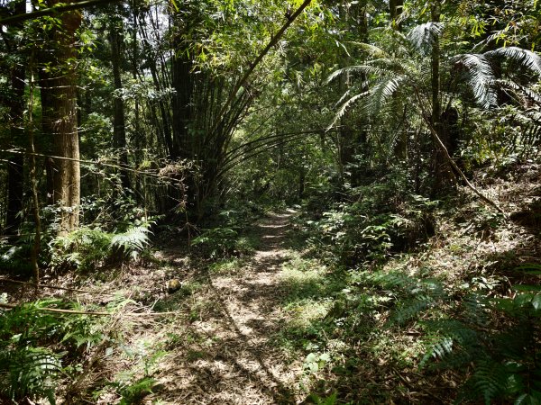 [淡蘭古道] 2026_0524 南路第四段_四堵古道(下)-四堵苗圃步道3070020