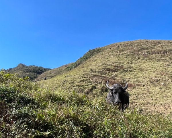 上草嶺古道芒草季看水牛🐃2657784