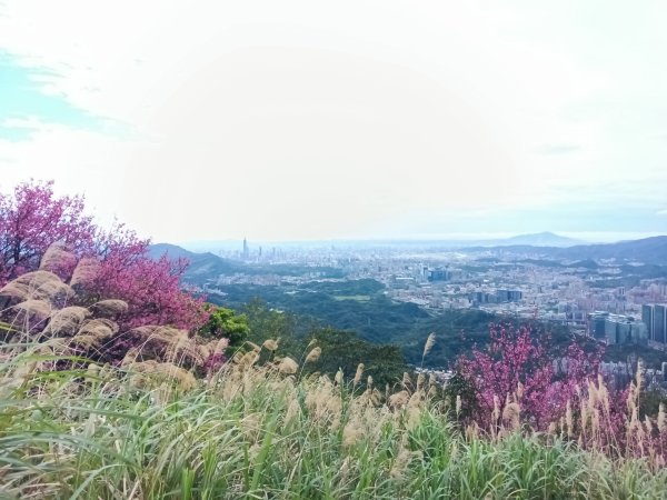 汐止區大尖山櫻花+秀峰瀑布O型3009390