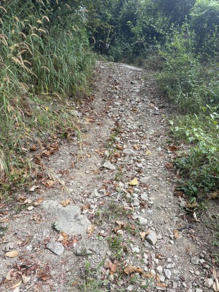 20251108西阿里關山步道(小林村東側登山口啟登)2933483