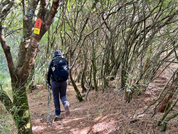 合歡越嶺上卯木山環走觀雲山莊2434021