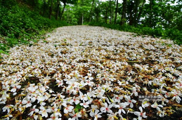 【彰化】出水坑油桐花祕境.漫步在油桐花毯的雪白庭園