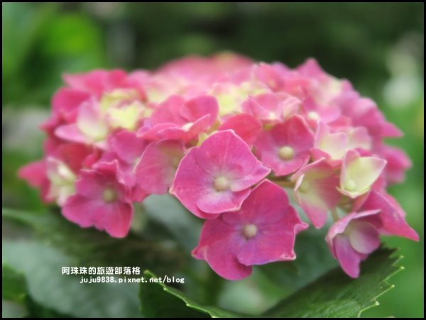 竹子湖繡球花季594240