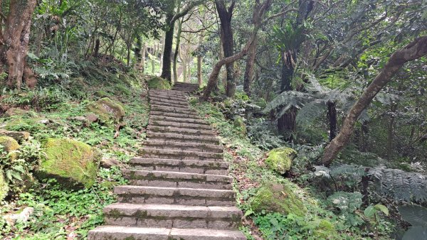 20240308汐止大尖山步道-四分尾山-耳空龜山2448624