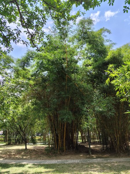 大安森林公園、大港墘公園【走路趣尋寶】【臺北健走趣】2556030