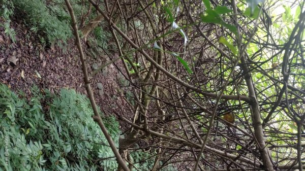 逐鹿卡保山賞一葉蘭2760875