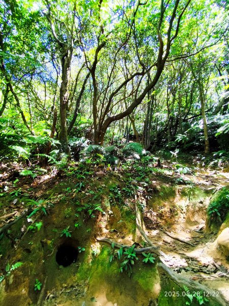 【臺北大縱走 4】大崙頭山北面步道→五指山古道→雙溪溝古道2874378