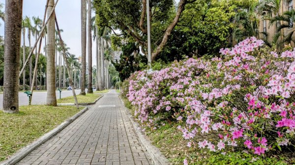 《西江月。魯冰花艷台大》2725788