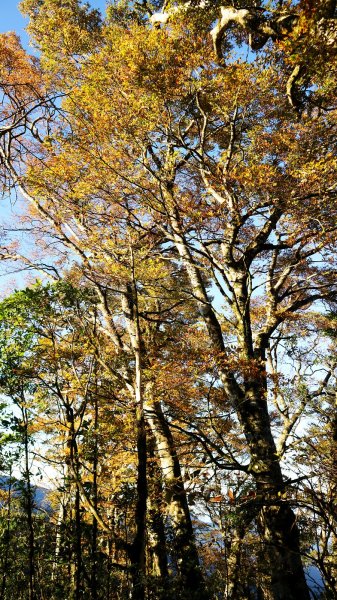 深秋限定~沒到過銅山別說看過山毛櫸447167