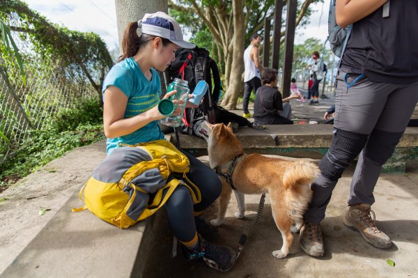 柴犬阿怪的八里觀音山歷險記（硬漢嶺步道、北橫古道、尖山步道）1901716