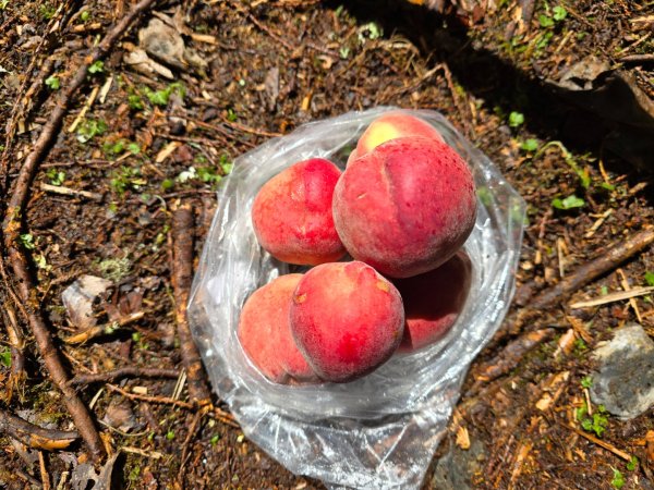 郡大林道19k之郡大神木群二刷～雲海滿出來～2451899