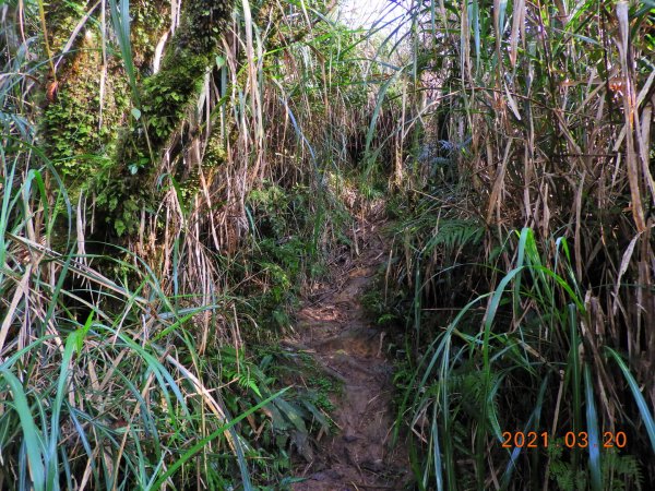 宜蘭 員山 阿玉山1313893