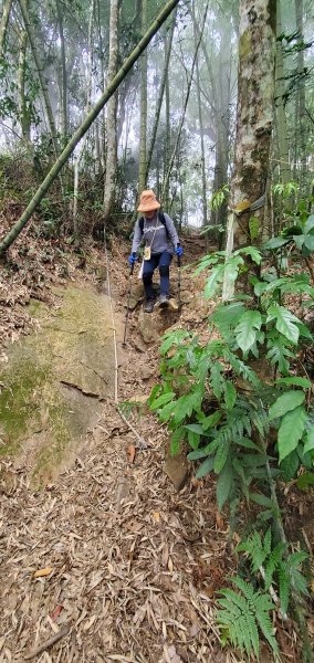 2023-11-25溪頭鳳凰山步道2361005