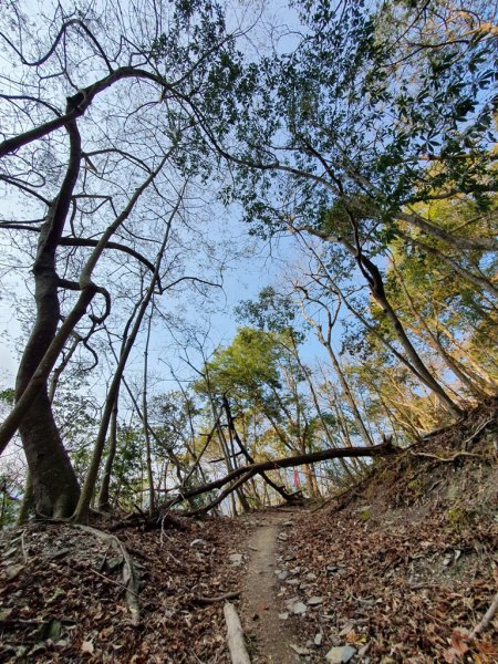 【丹大林道】卡社山&拉夫郞山西北峰1310469