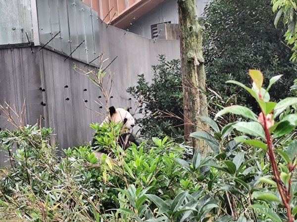 四川成都大熊貓繁育研究基地2940721