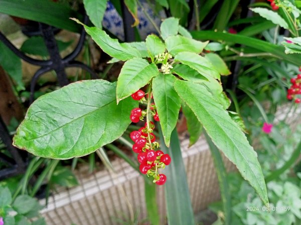 瑞陽公園、大港墘公園、格物台、劍南蝶園、大稻埕碼頭、劍潭公園、芝山公園2497237