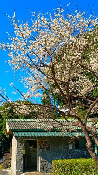 雙溪公園賞花&原住民公園落羽松&故宮1/142689949