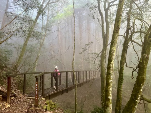 加里山O繞 迷霧·森林·鐵道·雲海絢麗登場2380860