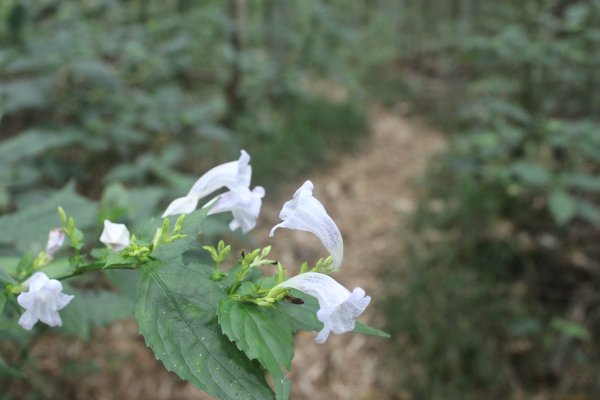 20211106嘉義芙蓉山縱走大凍山1509296