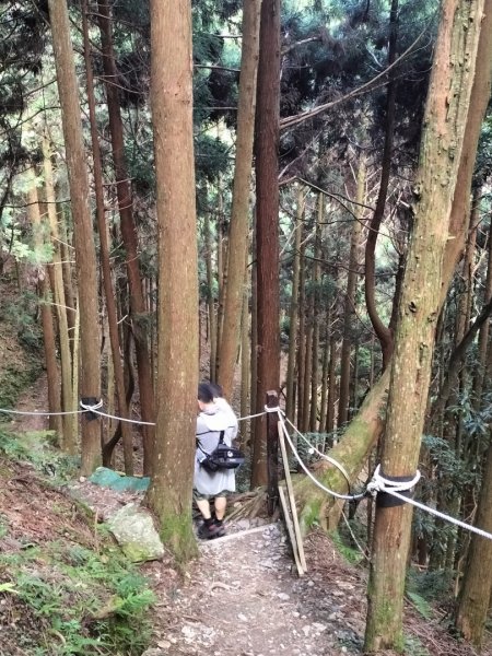 檜山巨木群步道2250299