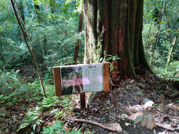 司馬庫斯神木群（西丘斯山、雪白山、東泰野寒山）2203605