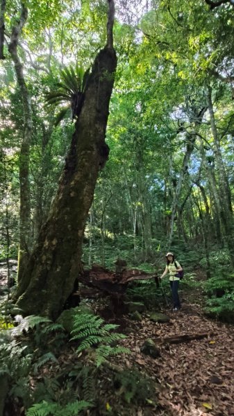 大混李棟山2816331