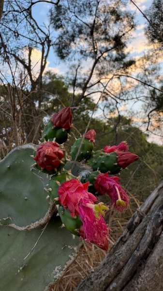 觀音山連峰3000307