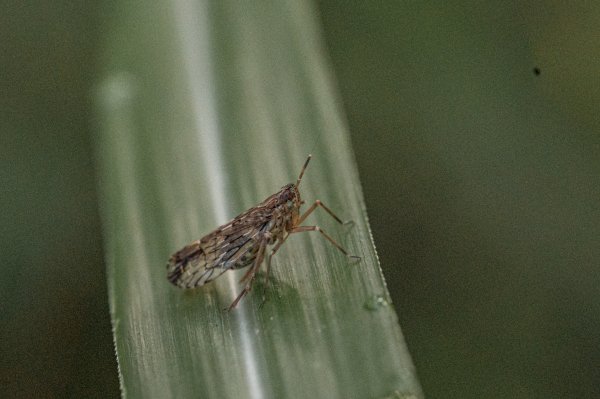 探訪台北溪流之美｜桶後越嶺古道（礁溪-烏來）2911739