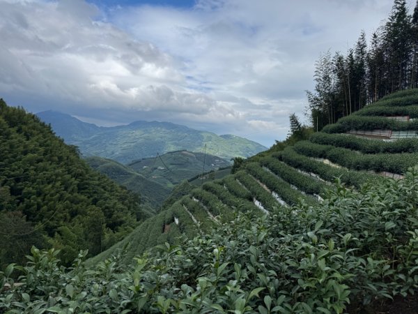大崙山茶區山頭/民眾坪山 貓冬望山 大崙頭山 樟空倫山3101009