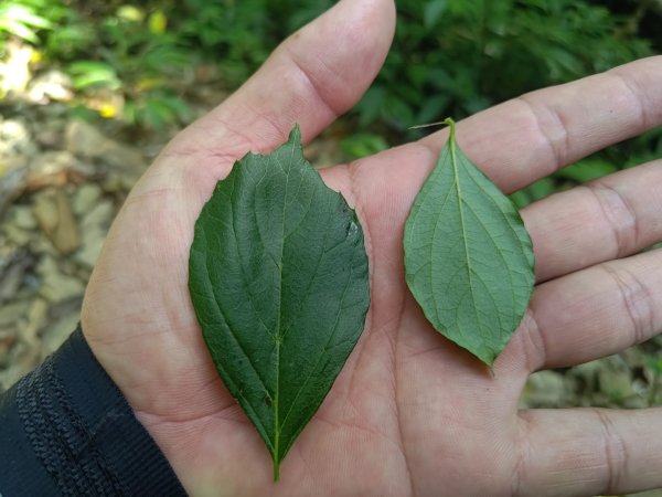 盆貿里山三盆連走2749544