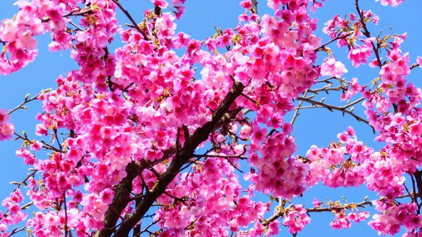 《蝶戀花·天元宮櫻吹雪》2707102