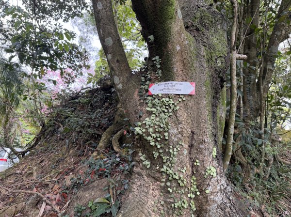 [微笑山線_第四段] 2026_0321 天上山系_三粒半3021085