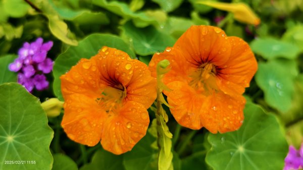 #十八份拐圳步道 #墨染櫻 2/212717182