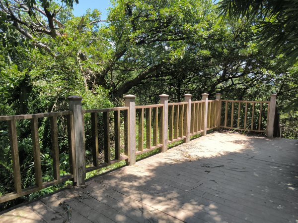 20250815微笑山線大棟山系百年大榕樹段2859918