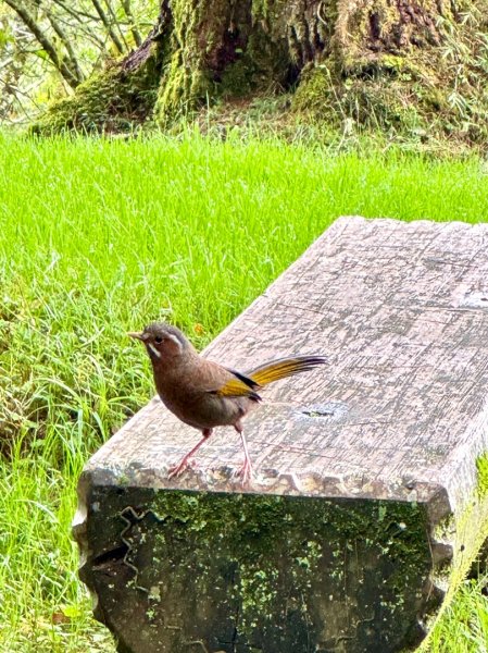 阿里山小笠原祝山森林遊3091515