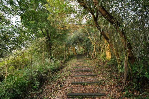 苗栗 大湖 新百二分山(菜壽凸山)、鹿仔望峰2442424