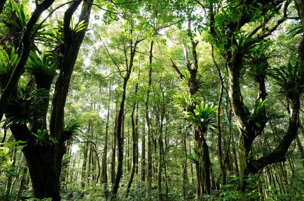 新北 烏來 下阿玉山2821610