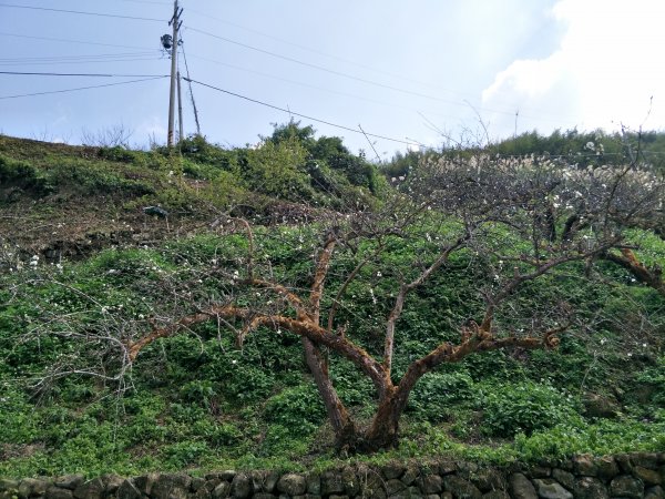 小百岳&百大步道：馬那邦山1254522