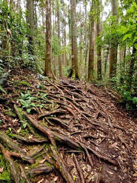 野馬瞰山步道-2025森遊竹縣皮皮獅探險隊2895226